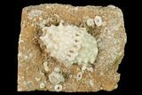 Fossil Crinoid (Cactocrinus & Eretmocrinus) Calyxes - Missouri #162689-1